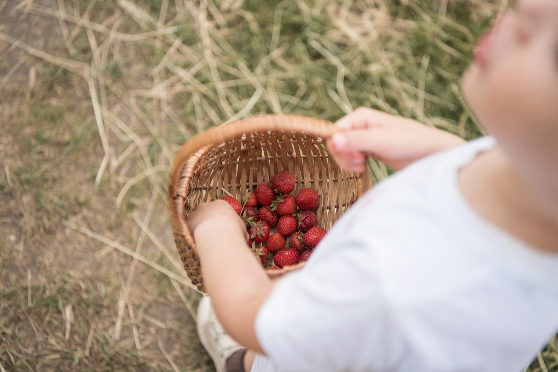 Kidsfotografie Lifestylefotografie in Hamburg für Social Media Familie pflückt Erdbeeren im Erdbeerfeld
