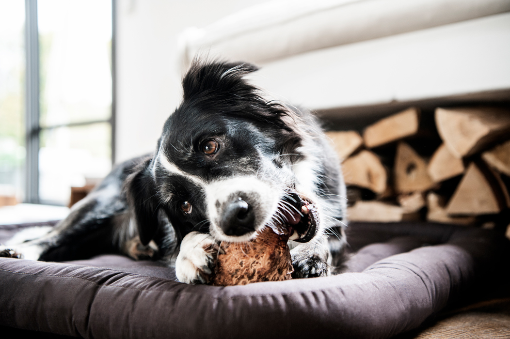Martin Rütter mit Emma, People und Lifestylefotografie in Hamburg on Location