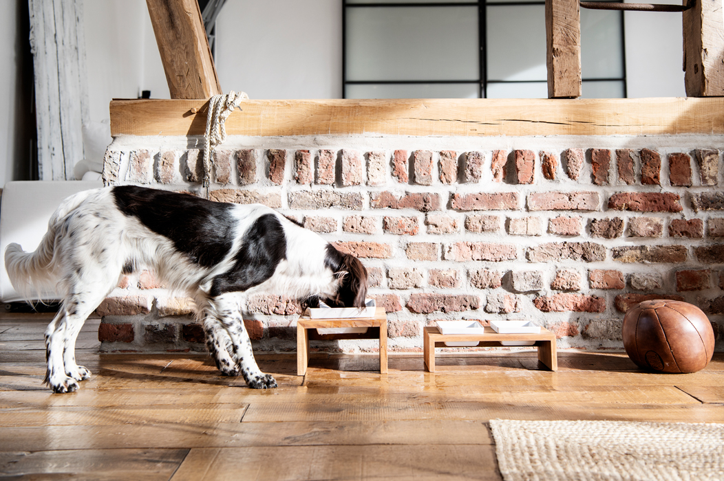 Stilllife mit Hund Produkt und Lifestylefotografie in Hamburg on Location