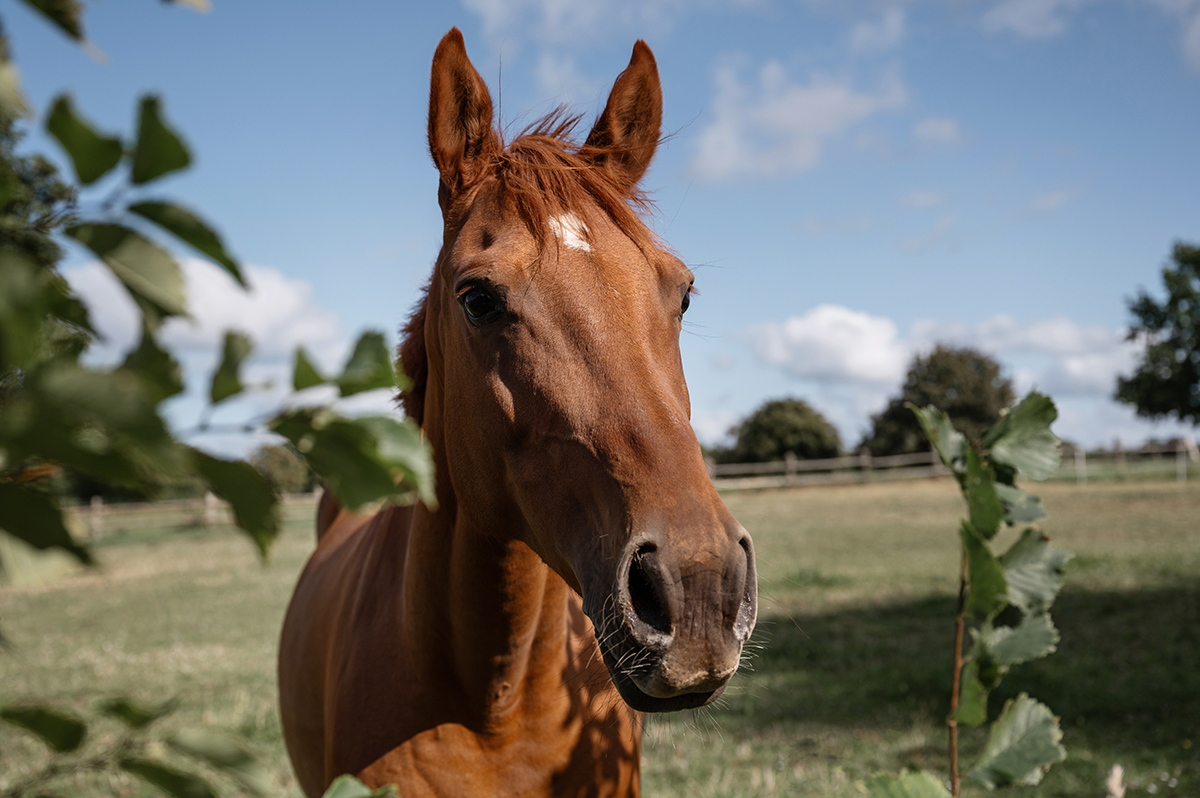 Landschaftsfotografie Hotel destination Pferde Reiten People Lifestyle