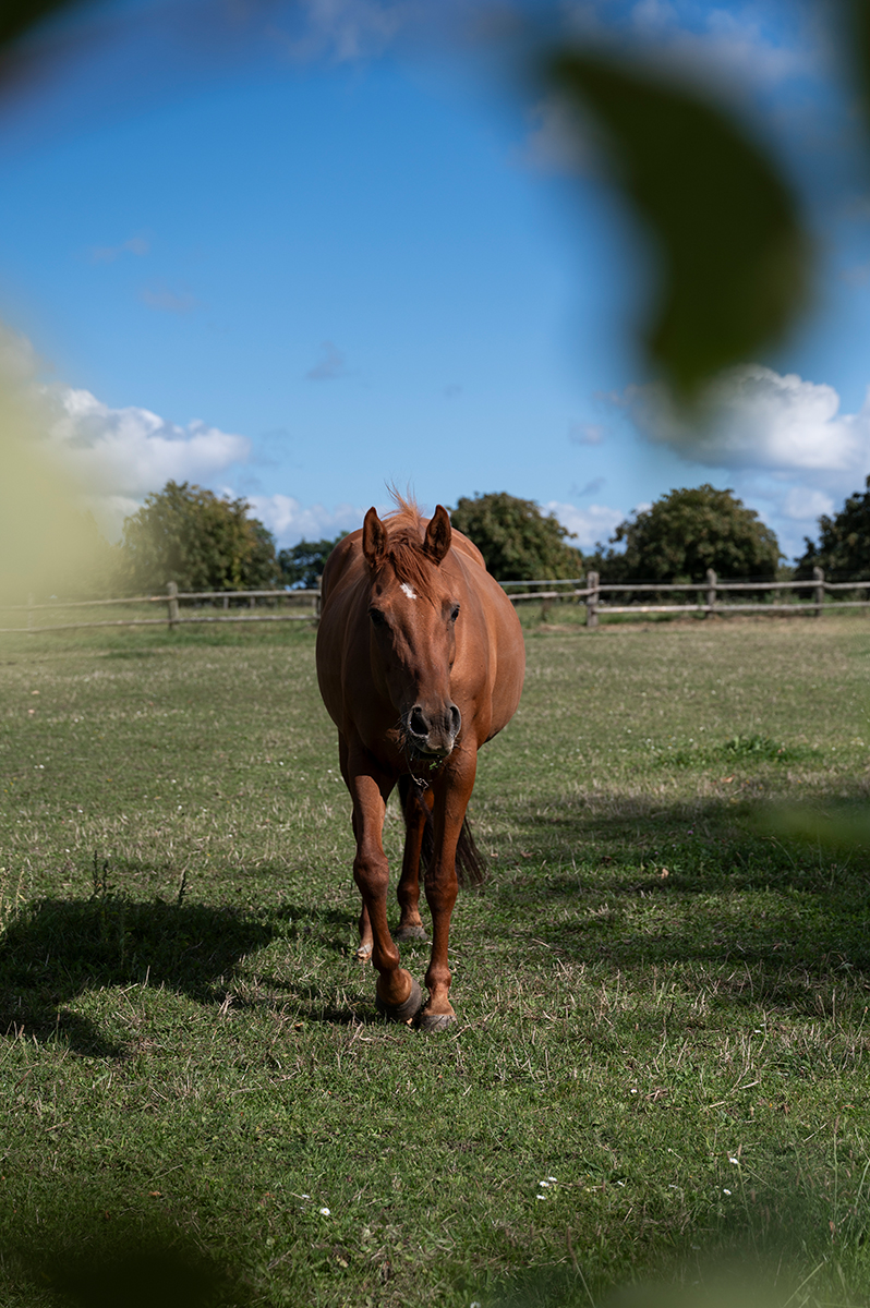 Landschaftsfotografie Hotel destination Pferde Reiten