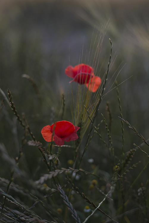 Red poppies blooming in a natural meadow, photographed for hospitality, retreat and landscape storytelling